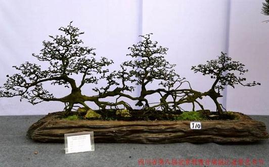 四川：杜甫诗意盆景展