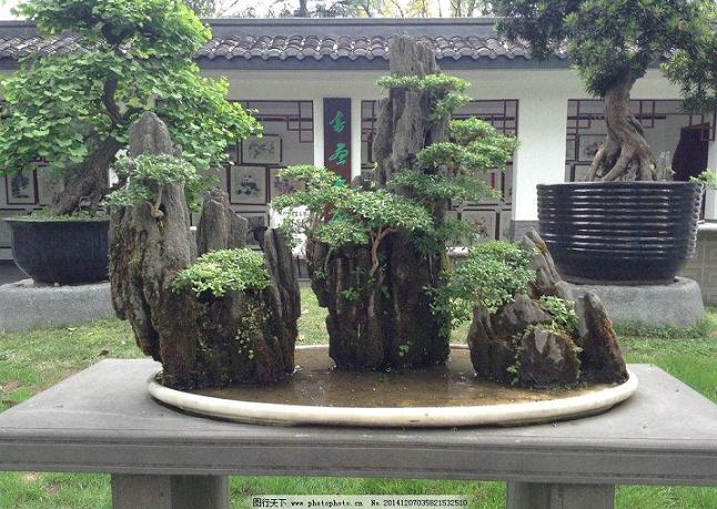 四川成都温江区川派盆景西博会放异彩