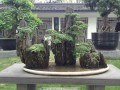 四川成都温江区川派盆景西博会放异彩