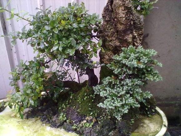 四川:“川西花王”陈开钦的盆景园艺人生