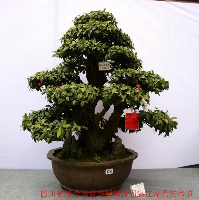 全国川派盆景之乡四川郫县今年实现林业旅游收入4.672亿