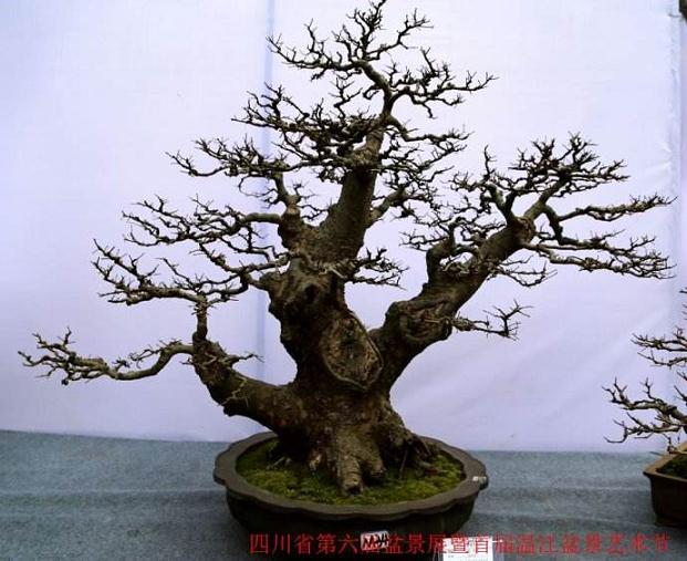 四川：毓梦园盆景艺术三苏祠又添一景丹棱退休干部捐赠