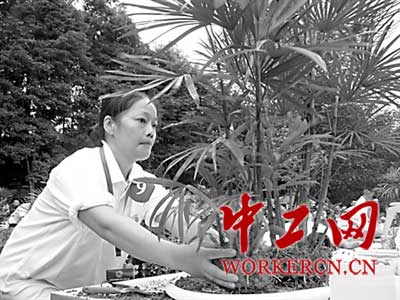 四川33名一线盆景技师大展技能