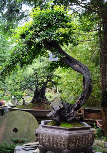 四川大邑兰妹苑倾力打造川派盆景文化产业