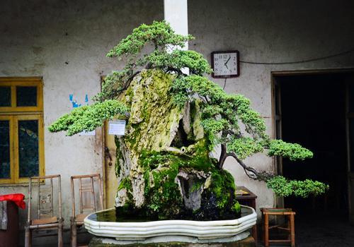 四川大邑兰妹苑倾力打造川派盆景文化产业