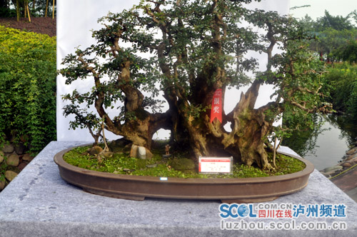 四川省首届泸州农信杯盆景精品展今日开展