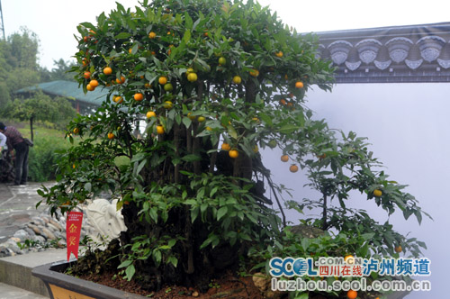 四川省首届泸州农信杯盆景精品展今日开展