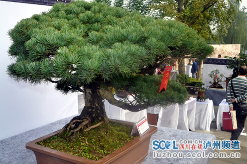四川省首届泸州农信杯盆景精品展今日开展