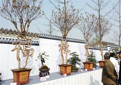 四川首个非遗川派盆景传承基地落户都江堰