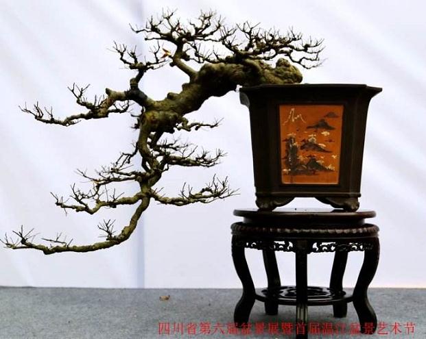 四川省第五届盆景艺术展 泸州斩获一金一银三铜