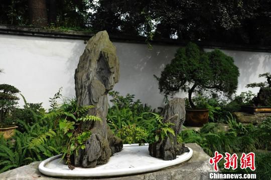 成都杜甫草堂博物馆举办“巴山蜀水第四十二届盆景展”