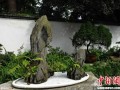 成都杜甫草堂博物馆举办巴山蜀水第四十二届盆景展