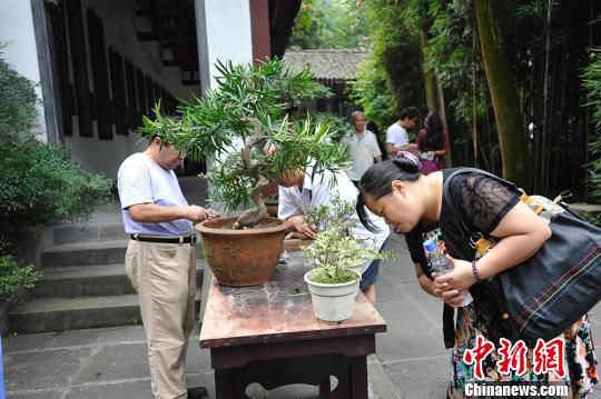 成都杜甫草堂博物馆举办“巴山蜀水第四十二届盆景展”