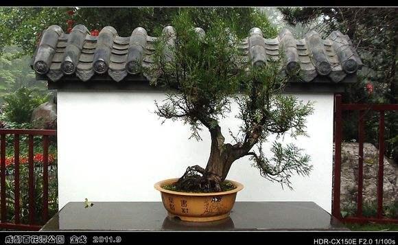 成都川派盆景展拉开帷幕