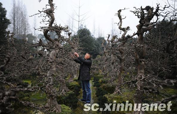 成都：安龙小镇借力重建打造成“川派盆景基地”