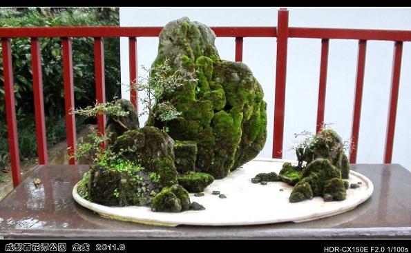 周末到成都百花潭公园赏川派盆景 不收取门票