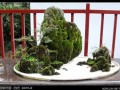 周末到成都百花潭公园赏川派盆景　不收取门票