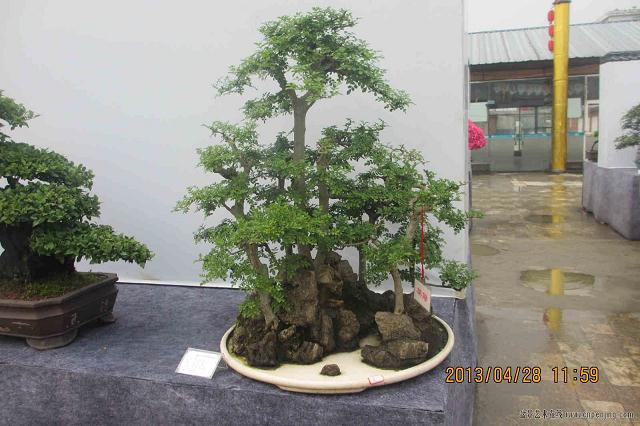 新农人，成都盆景村的创意先锋