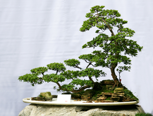 成都市第二十一届盆景展国庆期间闪亮登场