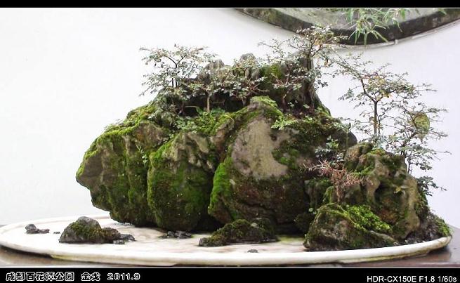 成都：挖掘盆景产业优势 打造特色旅游观光点