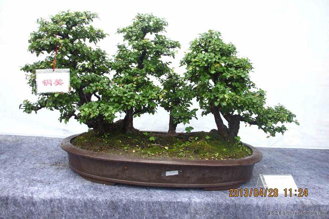 有钱人的世界 自贡土豪盆景价格抵一套别墅