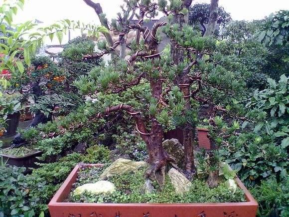 攀枝花高档盆景基地