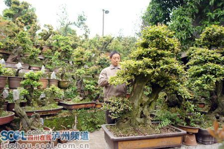 泸州：纳溪棉花坡镇 农民培育盆景&ldquo;钱&rdquo;途宽广