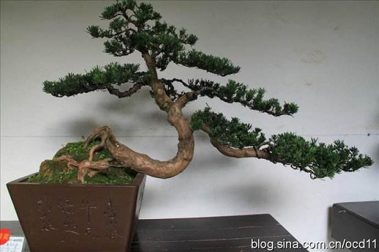 交流盆景心得 提升德阳的盆景艺术水平