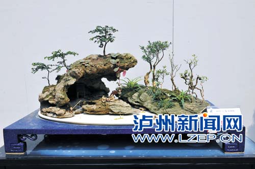 泸州盆景作品在盆景展获金奖