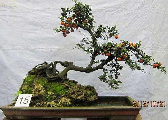 内江市无土栽培盆景蔬菜成“蔬菜艺术品”(图)