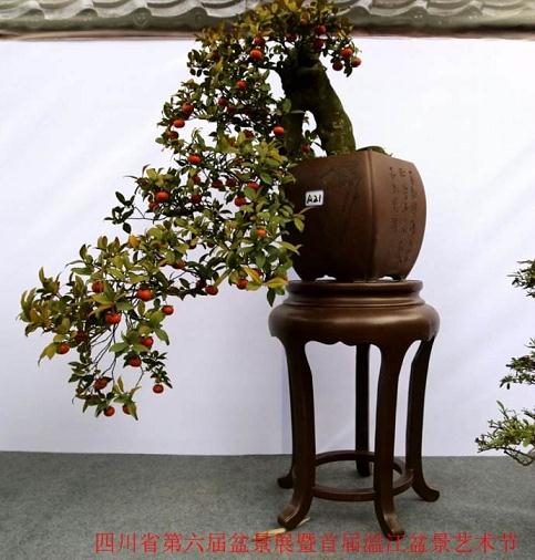 宜宾:低碳祭扫生态安葬 清明主打鲜花盆景