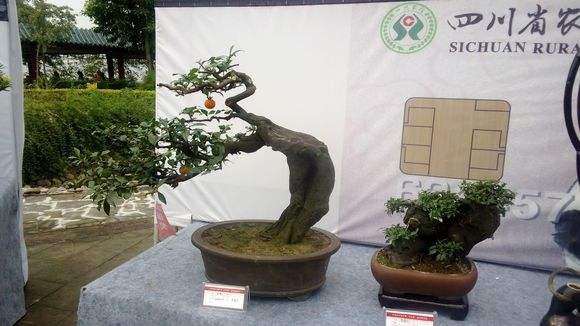 &ldquo;中国印&rdquo;盆景现身都江堰