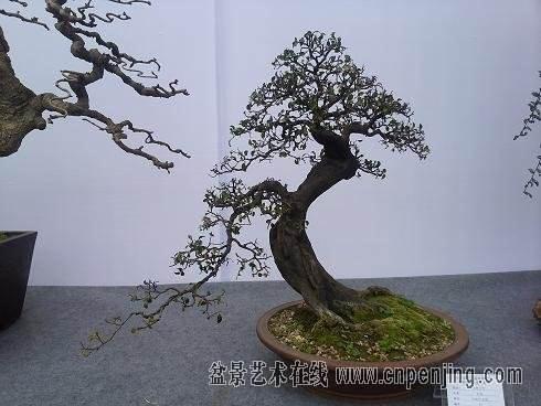 都江堰安龙镇盆景的两种卖法