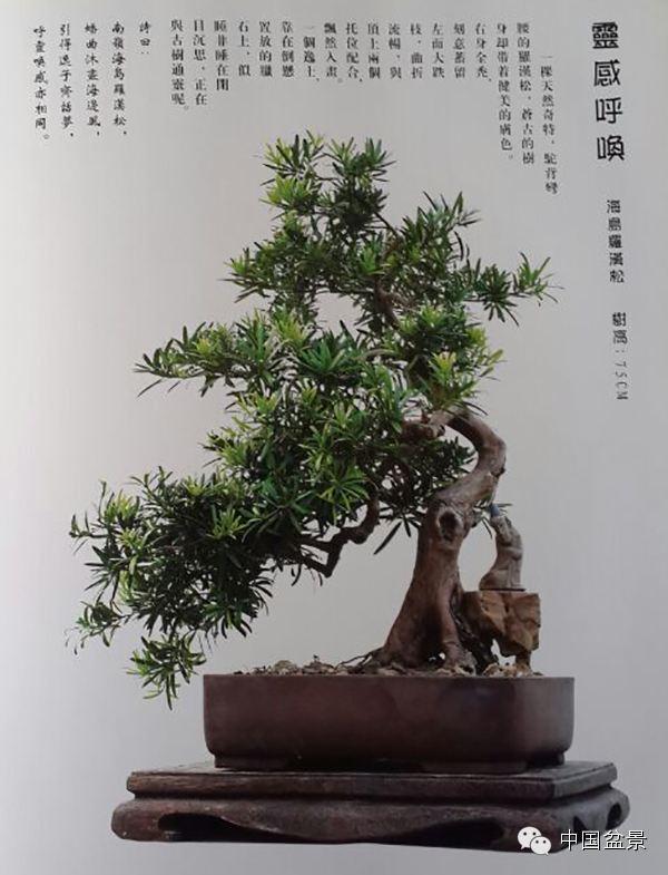 全国首个川派盆景传承基地落户都江堰安龙镇