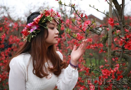 到都江堰安龙镇 看海棠盆景艺术