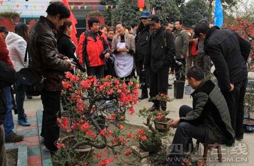 到都江堰安龙镇 看海棠盆景艺术