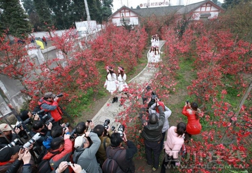 到都江堰安龙镇 看海棠盆景艺术