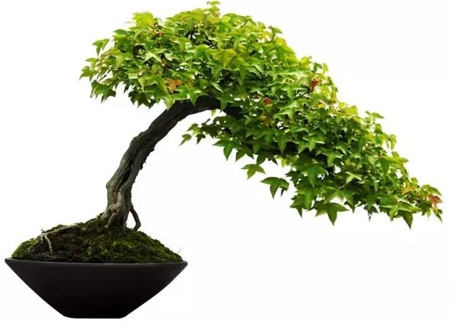 都江堰安龙盆景艺术节集齐印章赢优惠