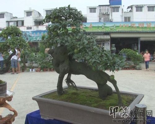 邛崃盆景制作技能大赛举行