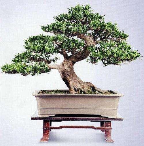 川派盆景蓉城竞艳江油获两金两银四铜