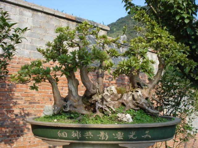 贵州尧梭村种植盆景走致富之路