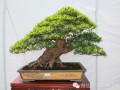 贵州盆景艺术沙龙展