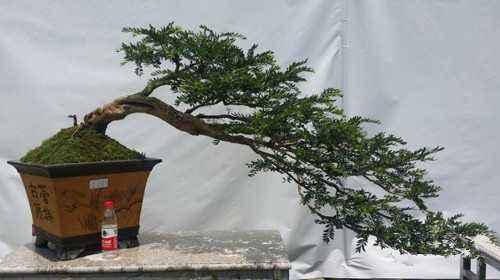 贵州全盆景奇石艺术展