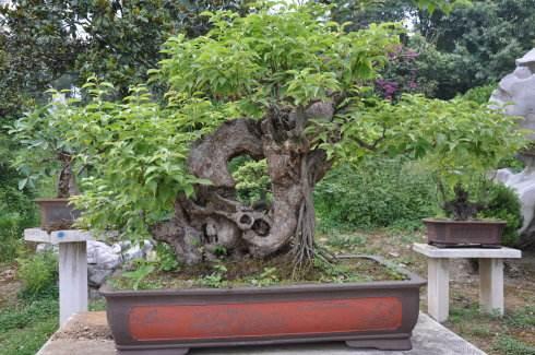 强降雨致“超级盆景”贵州荔波小七孔景区关闭