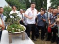 首届贵州盆景艺术博览会昨日开幕 500多盆盆景参展