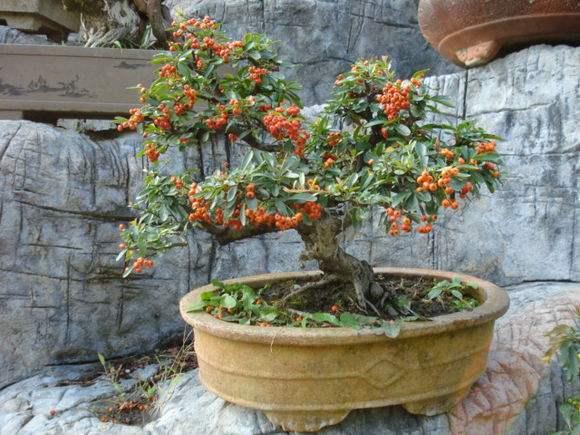 贵州首届盆景艺术博览会将于8月8日开幕