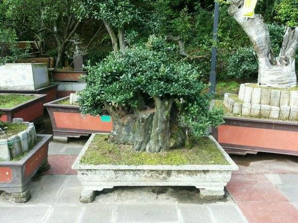 何力　孔令中出席首届贵州盆景艺术博览会开幕式