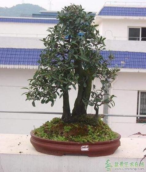 贵州盆景协会到清镇市红枫湖镇品桥小学捐赠爱心物资