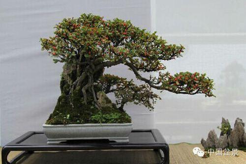 贵州：安顺倾力打造公园化盆景生态城市