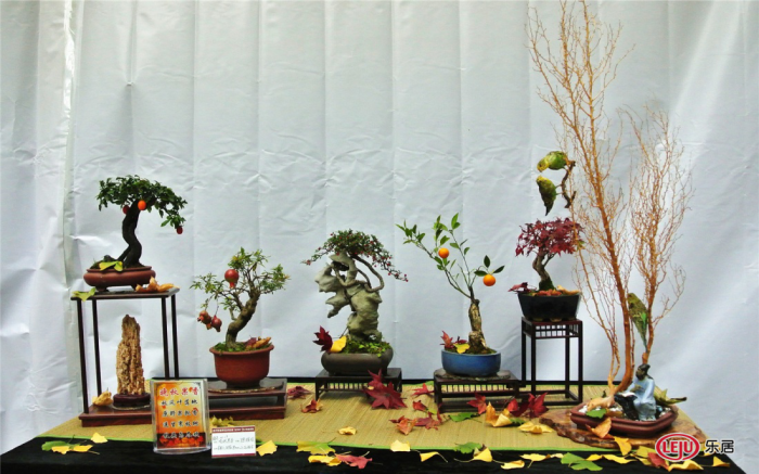 首届贵州中小型盆景展暨红华杯盆景邀请大赛盛大开幕